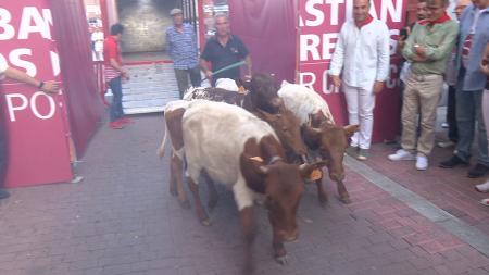 Imagen La trashumancia infantil recrea la antigua tradición de llevar las reses...