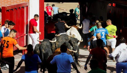 Imagen Encierro con novillos utreros de “Antonio López Gibaja”