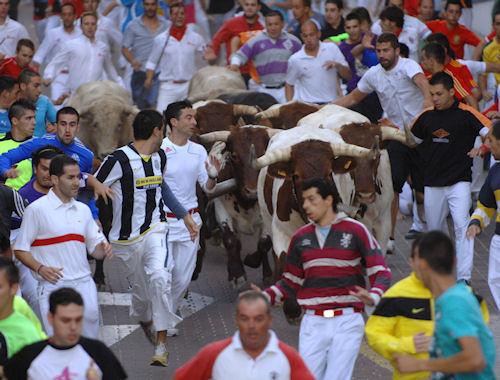 Imagen Los bueyes guían la manada rodeados de corredores.