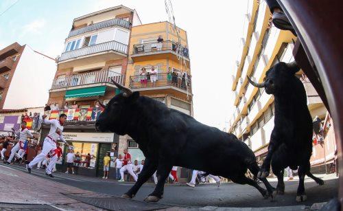 Imagen Dos toros han ido por delante a lo largo de toda la manga