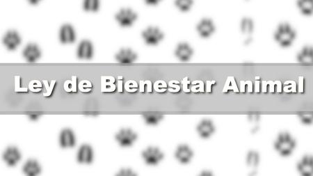 Imagen Nueva Ley de Bienestar Animal, la norma que protege a los animales como...