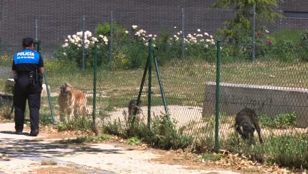 Imagen Sanse inicia una campaña de control de perros