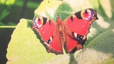 Imagen Mariposas, la nueva muestra medioambiental de la Sala Martín Chirino de...