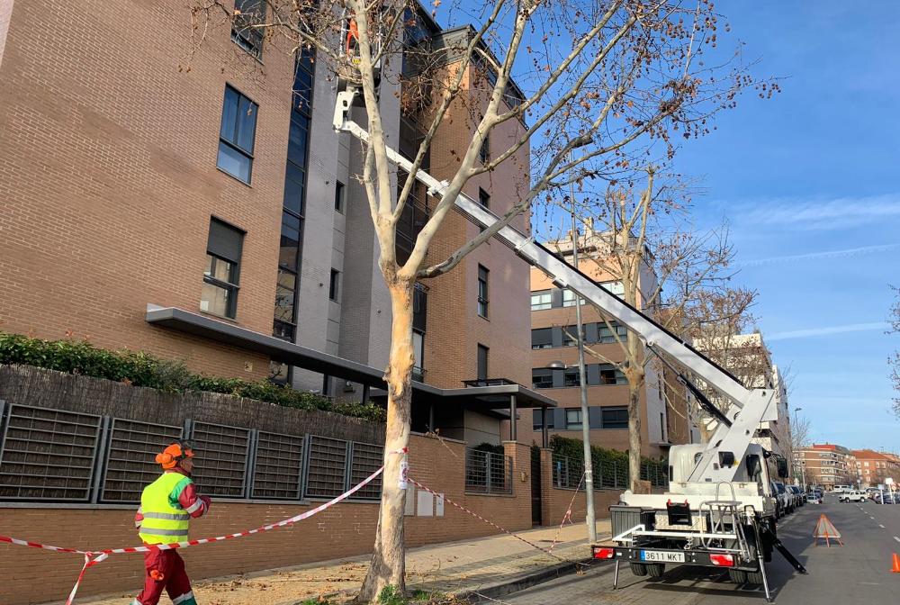 Imagen Continúa la campaña de poda con más de 3100 actuaciones en diversos puntos de la ciudad