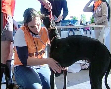 Imagen El I Canicross Nocturno de Sanse reunió a 150 participantes y 70 mascotas