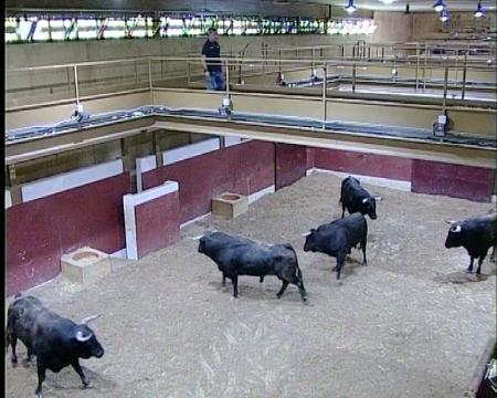 Imagen Sanse apuesta por aumentar el trapío de las reses que correrán los...