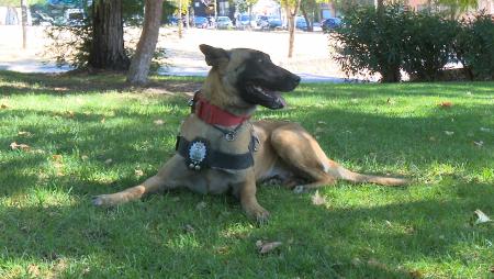 Imagen La Policía Local de Sanse estrena unidad canina