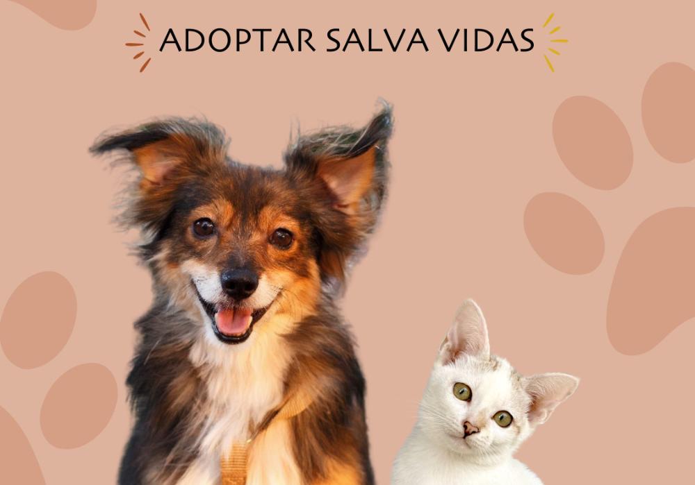 Imagen El Ayuntamiento colabora en la campaña ¡Ayúdanos, deja tu huella! con el fin de acabar con el abandono animal y promover su adopción