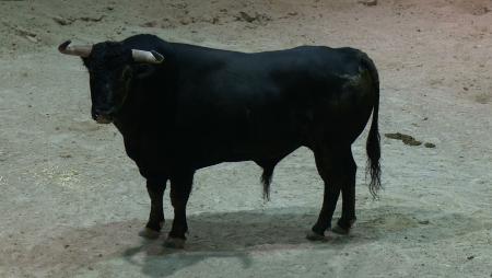 Imagen Ya se pueden visitar los corrales de suelta de reses en Sanse